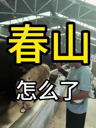 万般无奈与不舍,把这些大宝贝托付给我照顾了@小猴子与春山 @牛人春山哥 #新农人计划 #强烈推荐 #结局亮了 #养牛人
