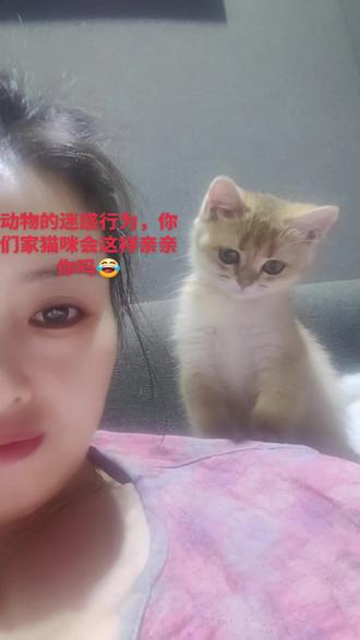 #戏精猫 #谁家的猫咪这么粘人 动物的迷惑行为