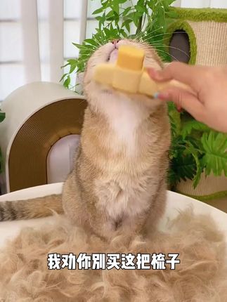 猫咪狗毛开结神器,宠物自洁梳除毛超好用! #自洁梳具 #猫狗梳毛 #开结梳子 #宠物梳子 #宠物专用梳