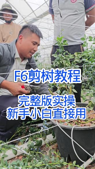 F6剪树实操教程,新手小白直接用 #蓝莓修剪技术 #蓝莓种植技术 #蓝莓 #抖音助农 #热门 @蓝莓李乐