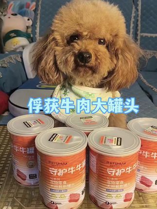 俘获家的牛肉大罐头,单独吃拌粮吃都嘎嘎香!#宠物零食 #家有馋狗 #牛肉大罐罐