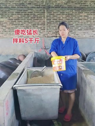 #傻吃猛长 #农村创业养殖 #养猪人加油干 #农村养殖