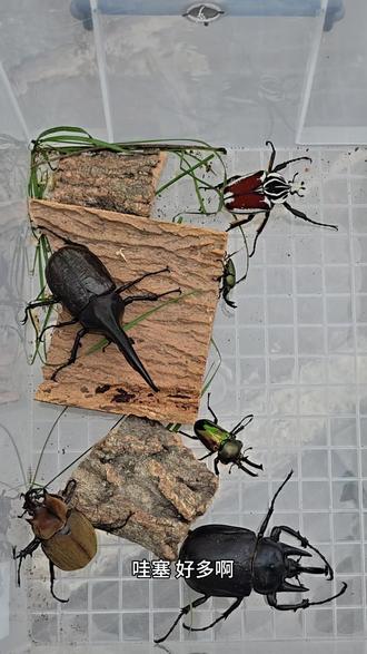 重庆最佳抓虫点位!#户外捉虫 #重庆 #甲虫 #长戟大兜虫