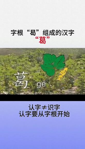 葛,字原来是这样来的#汉字文化#汉字故事#幼儿识字
