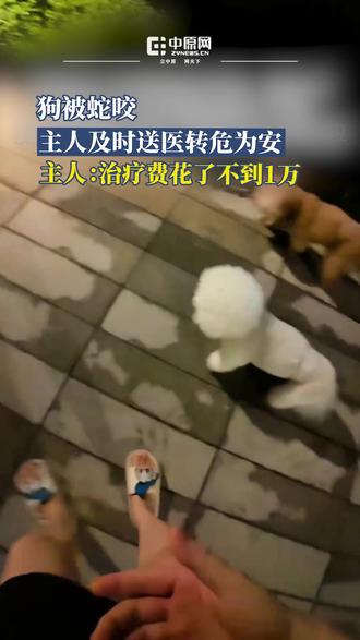 近日,江苏南京的胡女士遛狗时发现狗狗脚部异常,回家简单处理仍血流不止,立即送医,诊断被蛇咬伤,经过积极治疗转危为安。6月19日,胡女士称,当时狗狗的脚掌到腿部已经发黑变肿,朋友推荐了蛇药,医生采取治疗后恢复的不错,治疗费花了不到1万,进入夏季也提醒大家带狗出门尽量不要挨着草地。