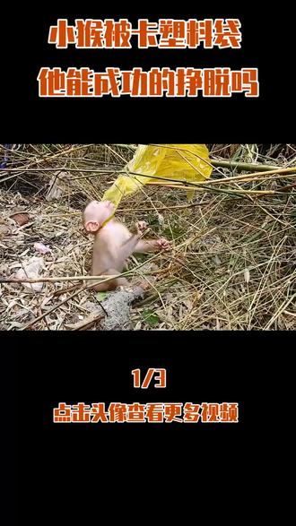 小猴被卡塑料袋,情况十分危险,他能成功的挣脱吗 #内容启发搜索