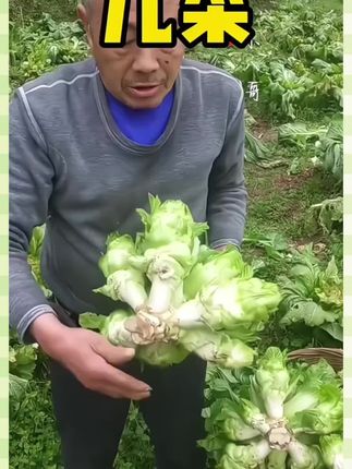 又到了种植这款儿菜的好季节了,你的种子都准备好了吗#四川儿菜种子#儿菜种植#我的小菜园#在家种菜