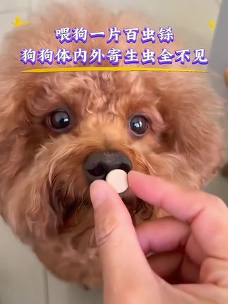 #狗狗 #萌宠出道计划 #养狗经验分享 #科学养宠攻略 #养狗人
