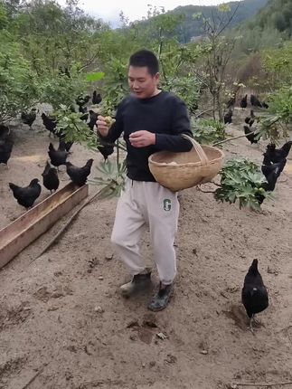 世界上到底有没有物美价廉的东西?视频有点长,看完你就明白了。#三农养殖 #林下散养土鸡蛋 #林下散养土鸡