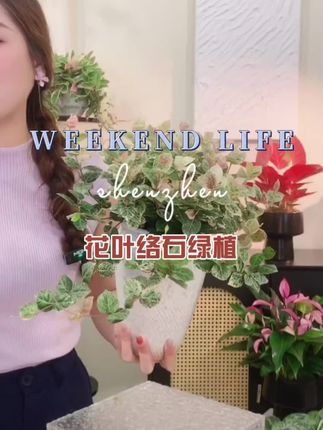 #好看的花一定要分享给你 #花叶络石盆栽室外阳台五彩观叶绿植养空气花卉空气长藤垂吊植物
