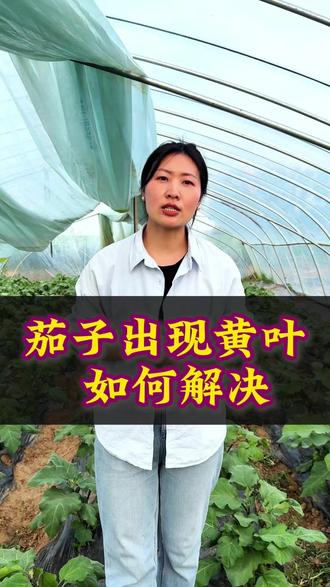 茄子出现黄叶先不要急,今天教你如何解决 #三农 #助农 #茄子种植 #高产 #果本果水溶肥