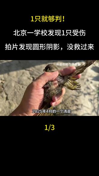 1只就够判!北京一学校发现1只受伤,拍片发现圆形阴影,没救过来