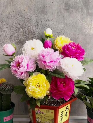 #重瓣芍药花种球 #好看分享给喜欢的人 九月种下过不了多久满院子都是好看的芍药花!#种球花卉 #满院花香