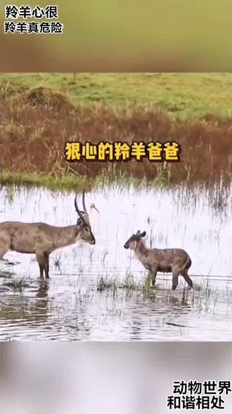 动物世界😂你说羚羊爸爸为啥心狠要把小羚羊顶进水里喂鳄鱼呢😂