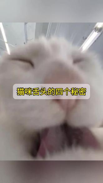 后悔才知道!原来猫舌头这么多知识! #猫咪的日常生活记录 #第一次养猫#养猫知识分享 #养猫 #猫咪