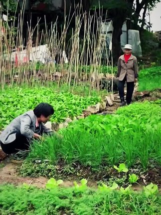 大玉精选甘肃岷县黄芪 全部是3年左右主干现切现发,片片金盏银盘菊花芯,用来泡水,煲汤,煮糖水都可以#黄芪 #新农人计划 #优质农产品 #广西母女 #玉凤鸣