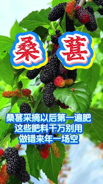 桑葚高产种植技术 桑葚采摘以后第一编肥这些肥料千万别用做错来年一场空 #桑葚 #桑葚种植 #桑葚管理 #桑葚种植技术 #桑葚高产种植
