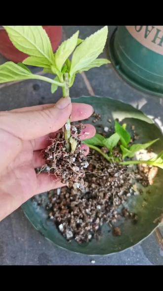 用这种蛭石扦插太简单了,现在5月份了很多花苗都可以按我这个方法扦插,成活率百分之百 。
#真实生活分享计划 #绣球扦插方法#绣球扦插#扦插幼苗 #蛭石扦插