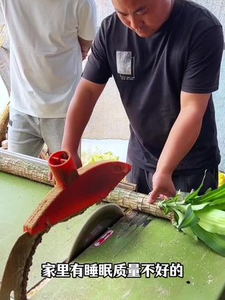 #巴西木 #幸运木 简单好养,摆放在哪里都好看,平时浇浇水就可以