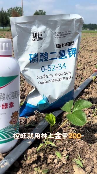 兄弟们,草莓批完老叶,就用这个配方!
一桶水,磷酸二氢钾200-250克,加100毫升氨基酸叶面肥,再搭配点杀菌剂。
一遍打下去,苗子直接拉满,状态达到巅峰!#草莓苗 #种植技术 #草莓苗育苗基地
