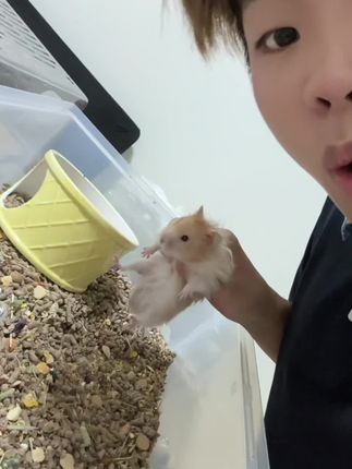 换笼子的时候真的呆住了 一个月没换的笼子还香香的 #好物推荐 #仓鼠#金丝熊