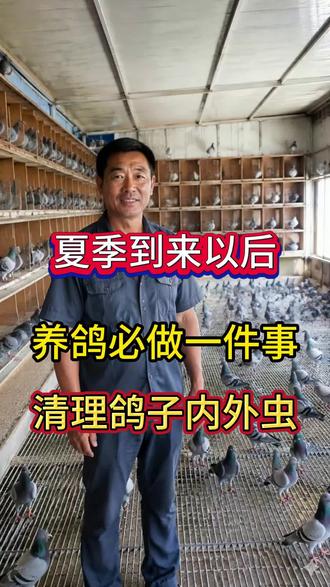 夏季到来以后,养鸽必做一件事,清理鸽子内外虫!#鸽子养殖技术 #赛鸽 #养鸽知识 #新手养鸽 #信鸽赛鸽