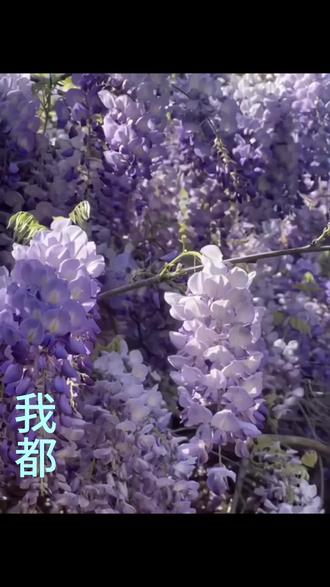 不知道动了谁的蛋糕#治愈系 #桃黑黑 #桃黑黑语录