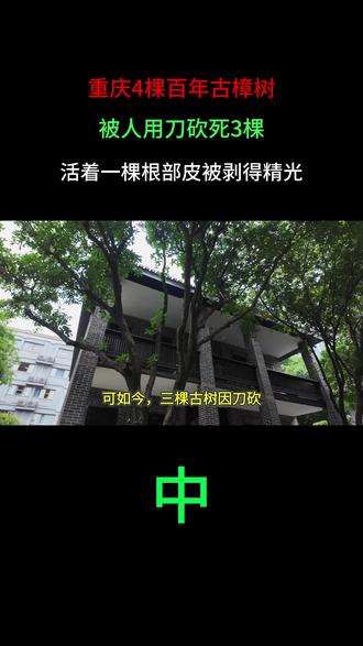 重庆4棵百年古樟树,被人用刀砍死3棵,活着一棵根部皮被剥得精光