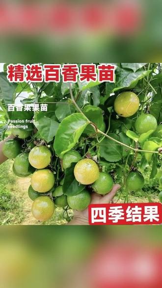 广西黄金百香果嫁接苗南方爬藤果树苗可盆栽 #阳台种植 #盆栽果树 #家庭园艺 #南方果树 #嫁接苗