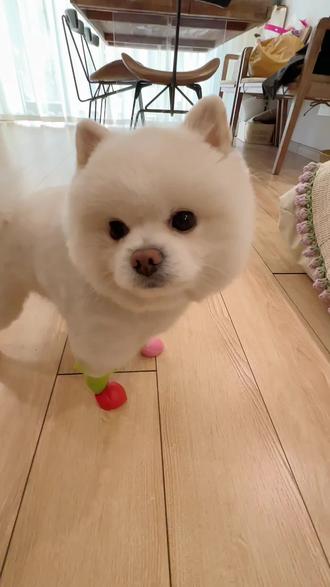 宠物自制气球鞋#博美 #自制 #萌宠出道计划