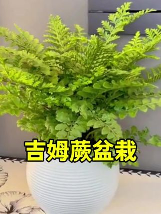 #吉姆蕨 是一款非常耐阴的蕨类植物,不需要阳光也能长得很好,摆放在家里可以增添一份生机,还能净化空气,让你的生活环境更加舒适,它叶片翠绿油亮,很有质感,整体植株轻盈灵动,有一种飘逸的美感,喜欢的朋友可不要错过哦 #室内绿植 #净化空气 #绿植盆栽 #吉姆蕨盆栽