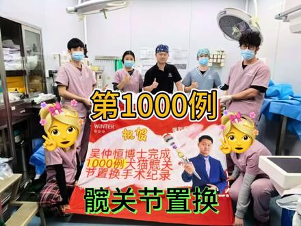 第1000例动物髋关节置换手术纪录-缅因猫 #广州博仕动物医院 #吴仲恒博士 #缅因猫 #猫髋关节置换