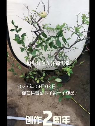 #创作周年快乐