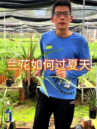 兰花如何过夏天#兰花 #花卉绿植 #养花小知识 #花卉绿植 #兰花#养花小知识