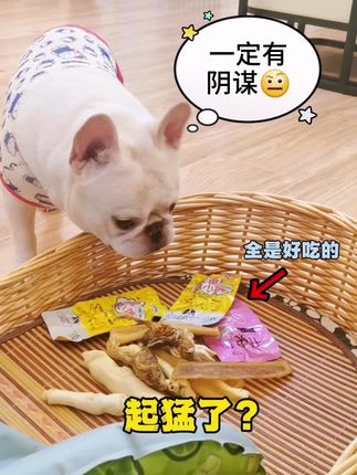 狗:皮裤套棉裤,必定有缘故。此事肯定有阴谋🤨 #法斗#萌宠成精了#搞笑萌宠 #傻狗的日常 #法斗蠢萌