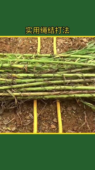 实用绳结法#简单易学的绳结 #