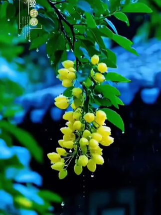 #生姜🫚老姜🫚小黄姜#姜香浓郁 #姜辣味十足。