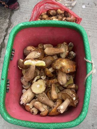 野生牛肝菌市场#野生菌 #云南因姐