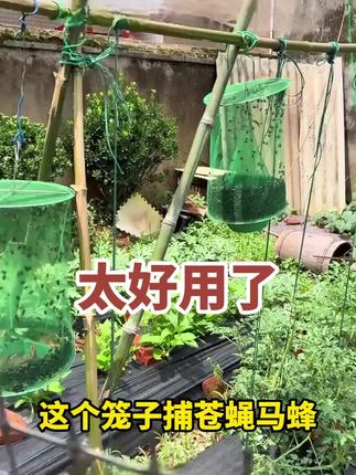 #捕蜂笼 #捕苍蝇神器 #捕苍蝇笼