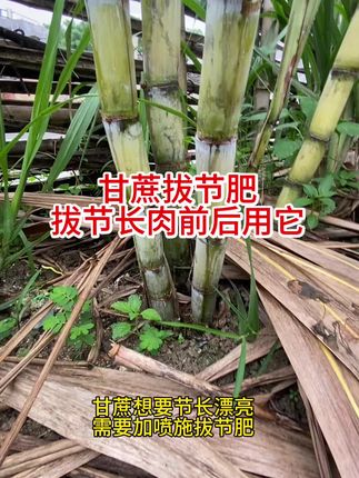 要节长、甘蔗拔节肥用起来!#三农 #农业种植 #甘蔗 #肥料 #种植小技巧