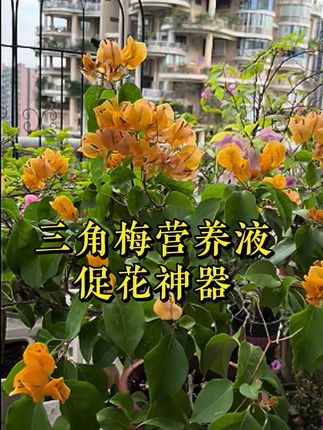 阳台光照少?三角梅不开花?三角梅专用营养液来助你一臂之力 #花卉基地 #三角梅 #家庭养花达人 #养花小知识 #家庭园艺