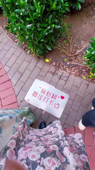 如果你也刚好抬头看#沙面岛#爱心树