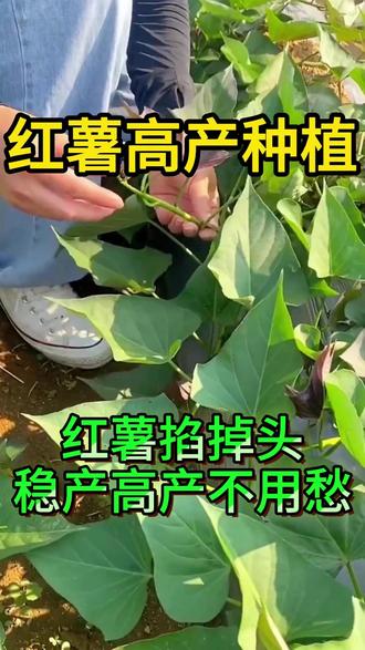 红薯掐掉头,稳产高产不用愁 #红薯种植#地瓜#三农#红薯底肥#红薯高产#红薯高产