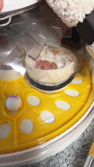 具有顽强生命力的三颗蛋 #牡丹鹦鹉 #手养鹦鹉 #鹦鹉 #手养牡丹鹦鹉 #鹦鹉鹦鹉萌萌哒逗鹦鹉