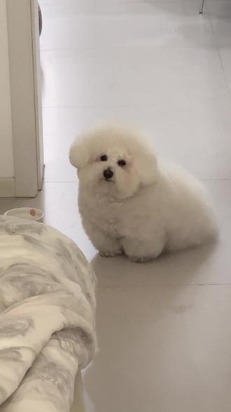 何必心存侥幸 何必太羞耻 #萌宠出道计划 #何必心存侥幸