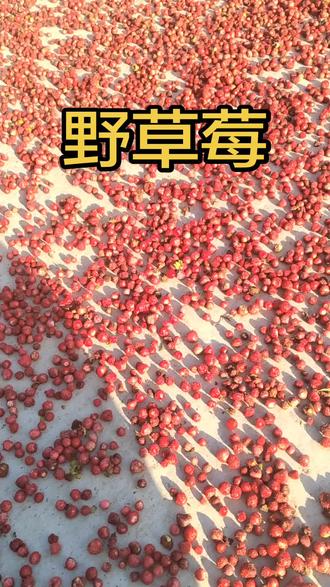 大量收购野草莓#野草莓 #蛇莓 #汝南 #驻马店
