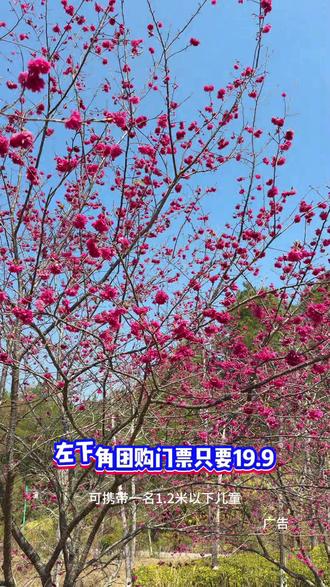 #说走就走的春节短途游 春节来汀江国家湿地公园赏樱花,单人票只要19.9,还可以游湖划船,超划算!#樱花#春节不打烊 #抖音新春吃喝玩乐节@DOU+小助手 @DUO+上热门