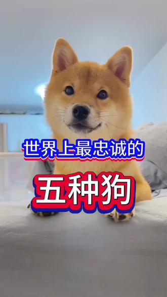 世界上最忠诚的五种狗#狗狗#宠物#猫咪#萌宠