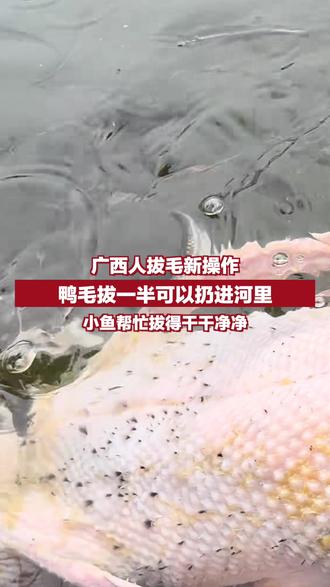 广西人拔毛新操作,鸭毛拔一半可以扔进河里,小鱼帮忙拔得干干净净