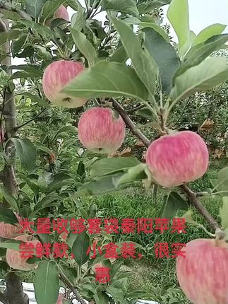 大量收购,套袋秦阳,产园子,带标准装,都可以搞#新鲜采摘 #口感特别好 #硕果累累 #纯天然绿色食品 #绿色农产品